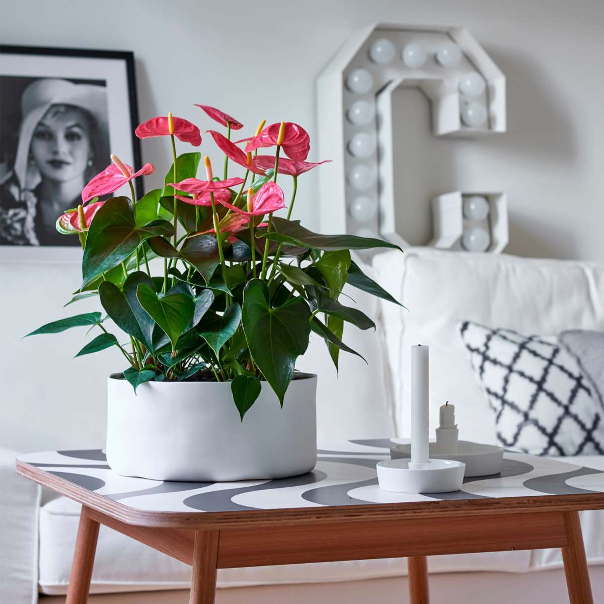 Laceleaf - Anthurium 'Colorado Pink' - Height 40-55cm - ø14cm