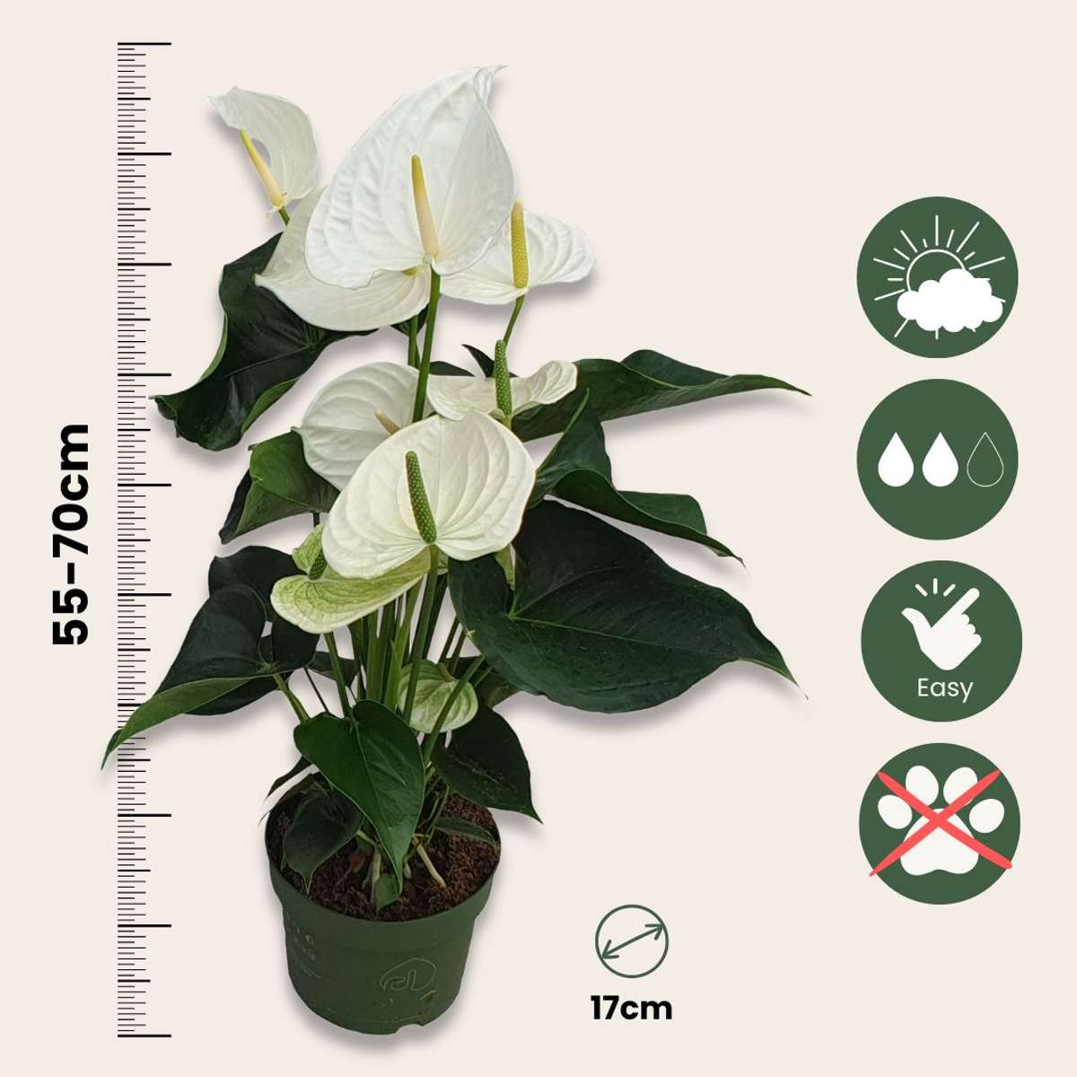Laceleaf - Anthurium 'Alaska White' - Height 55-70cm - ø17cm