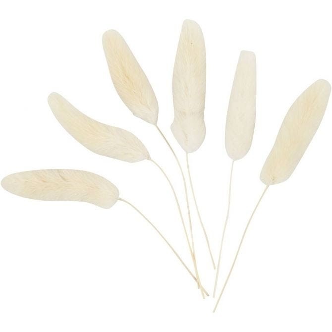 عشب ذيل الأرنب (عبوة من 6 قطع)