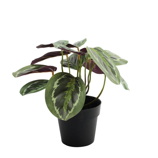 Calathea House Plant Potted (22cm)