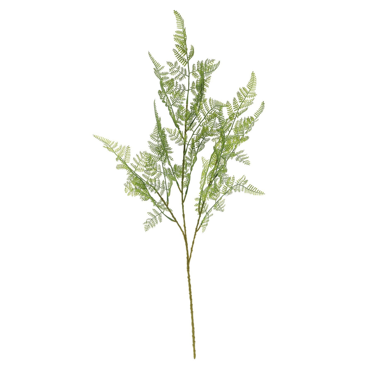بخاخ سرخس بوسطن (75 سم)