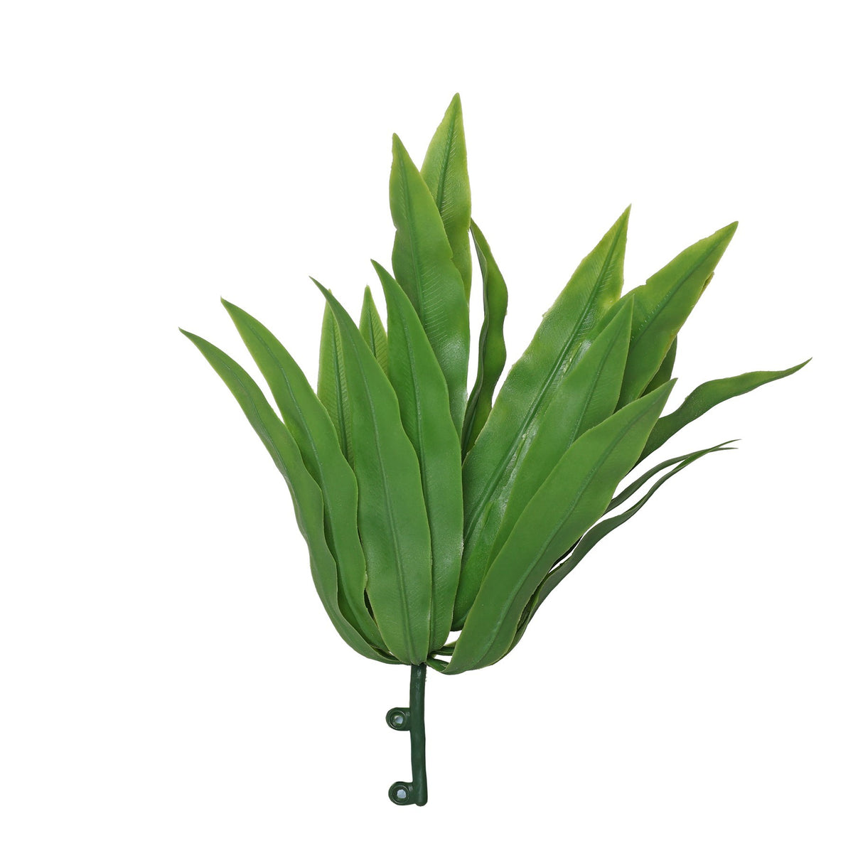 سرخس الطائر الأخضر (22 سم)