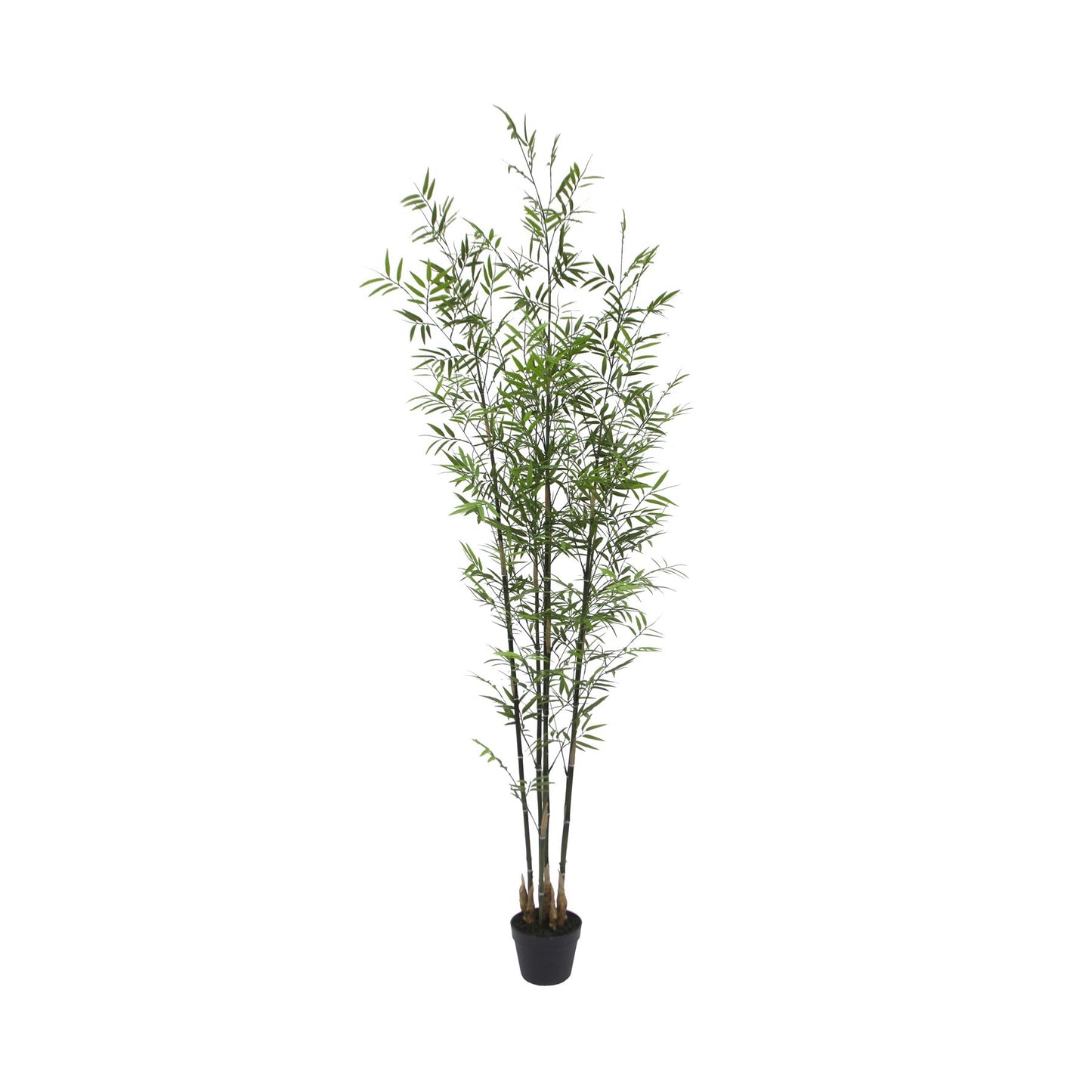 UV Botanica Bamboo Plant (213cm)