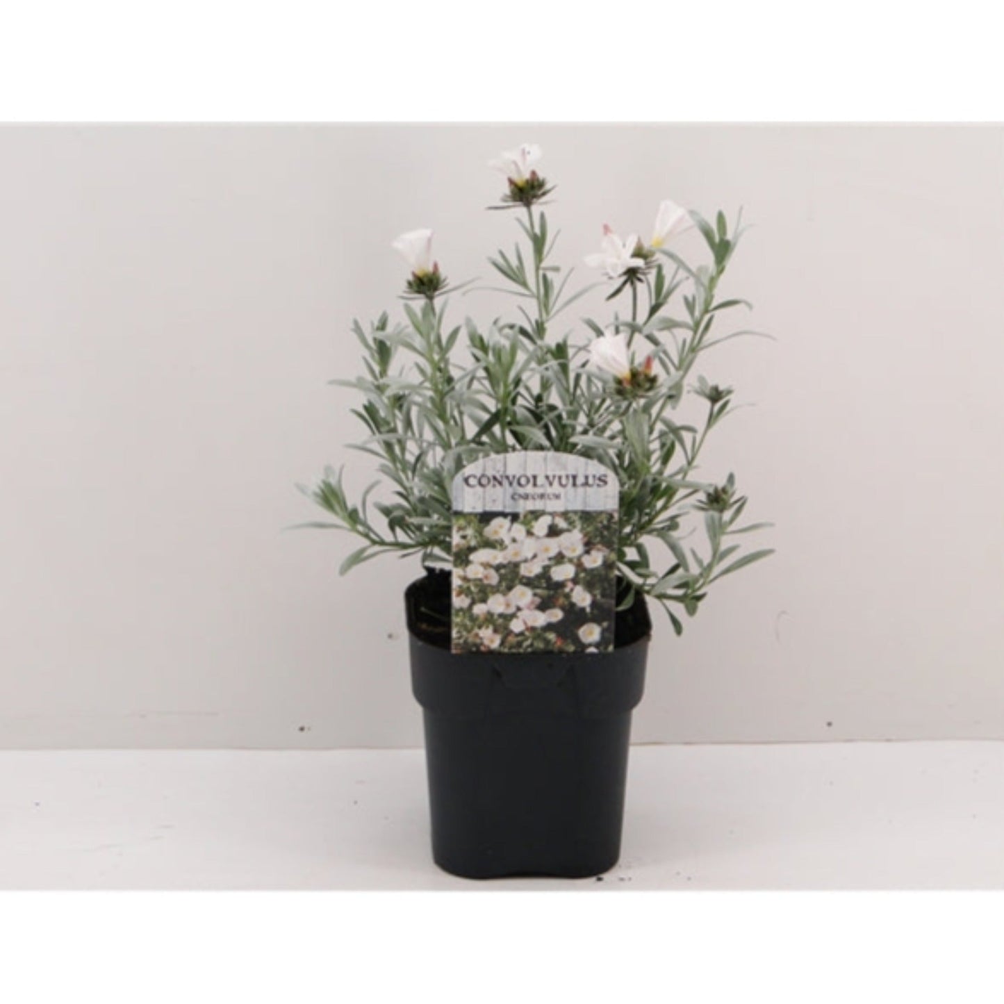 Convolvus cneorum (Silverbush) 9cm/2L/3L
