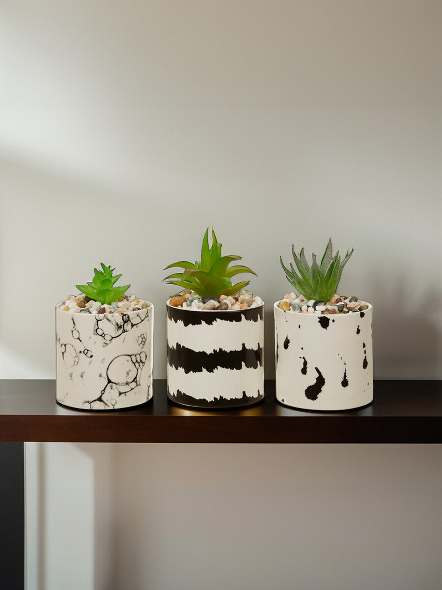 Mimo Set Of 3 White And Black Succulents