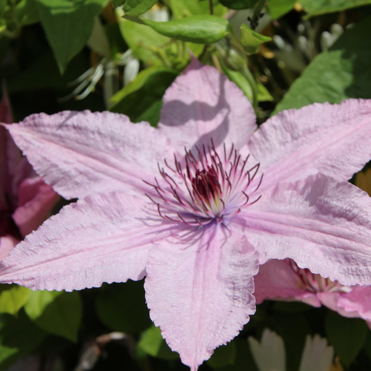Leather flower - 2 pieces - Clematis 'Hagley Hybrid' - Height 100-120cm - ⌀17cm