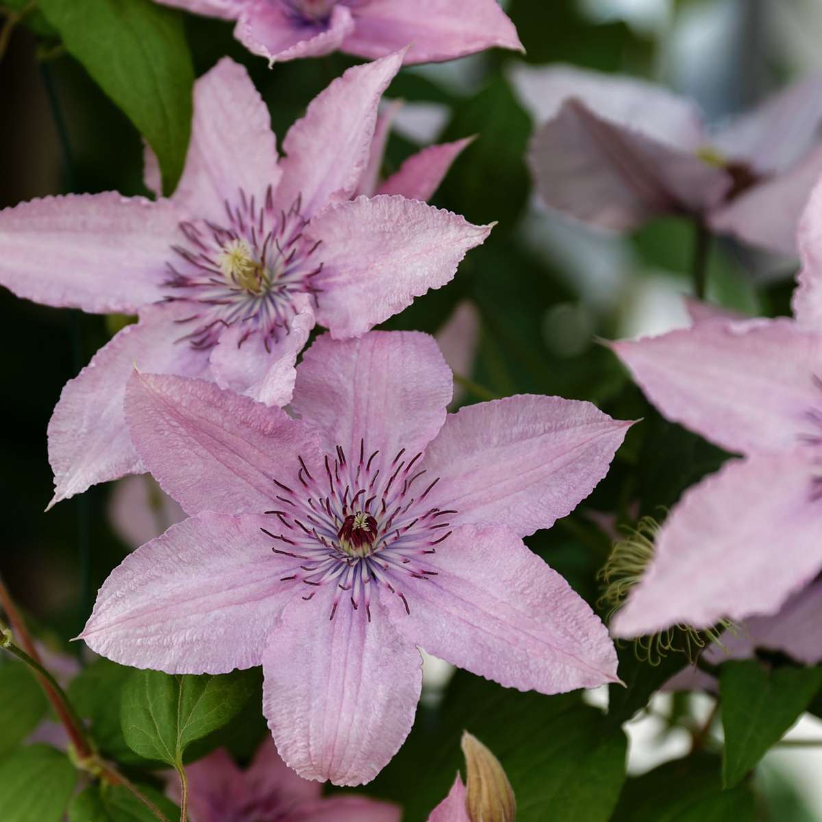 Leather flower - 2 pieces - Clematis 'Hagley Hybrid' - Height 100-120cm - ⌀17cm