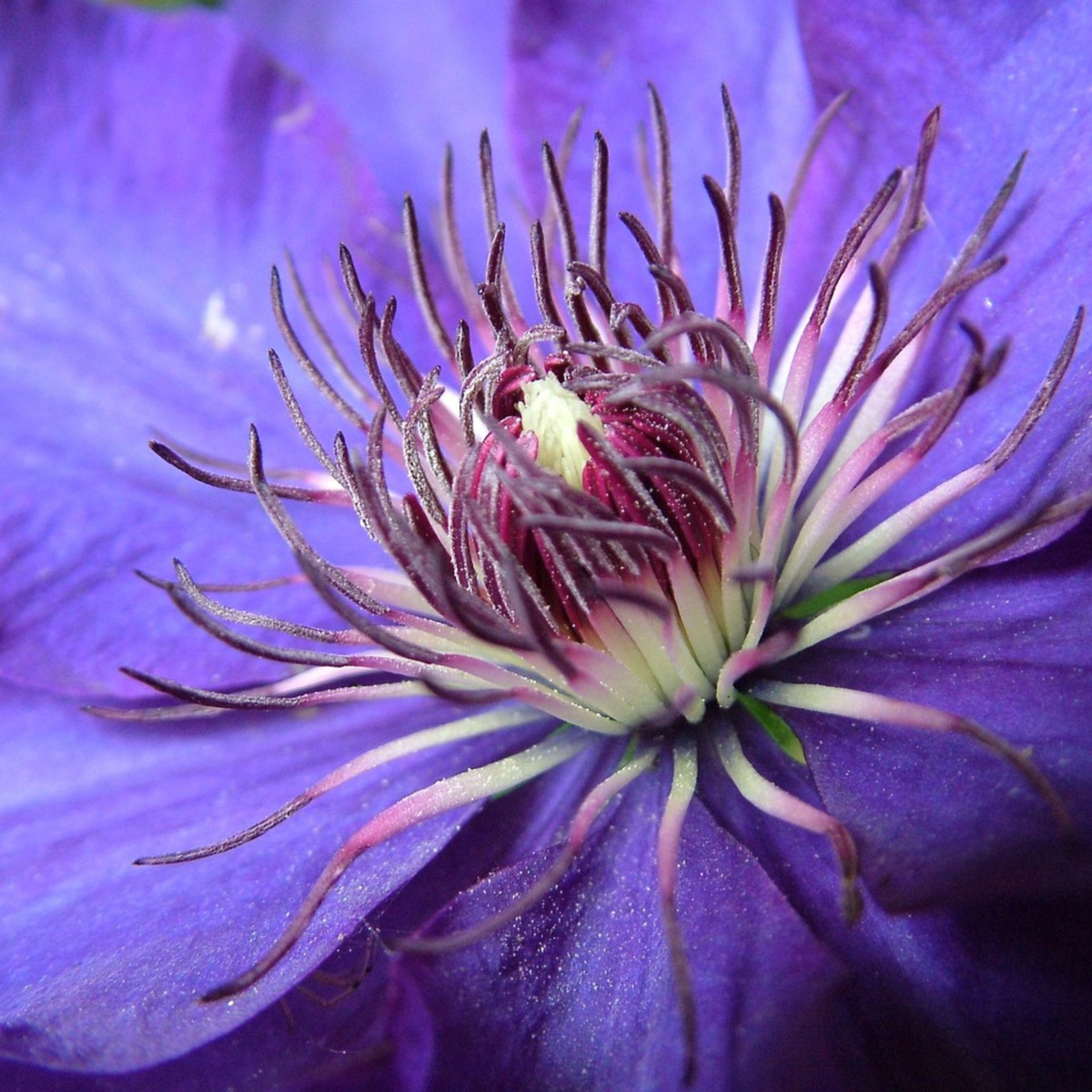 Leather flower - Clematis 'The President' - Height 100-120cm - ⌀17cm