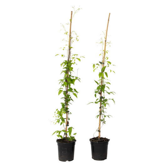 Leather flower - 2 pieces - Clematis 'The President' - Height 100-120cm - ⌀17cm