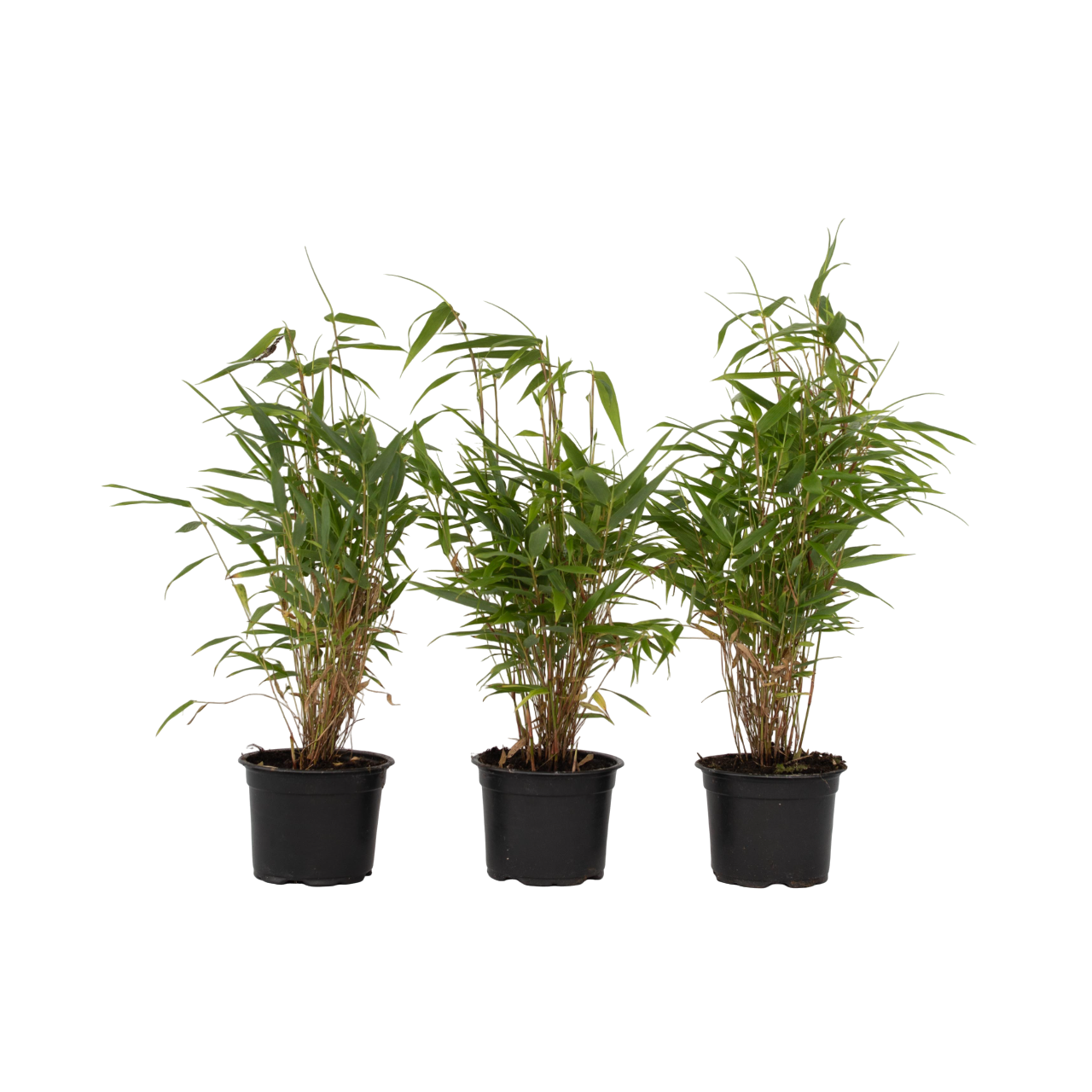 Dragonhead Bamboo - 3 pcs. - Fargesia rufa - Height 25-40cm - ⌀13cm