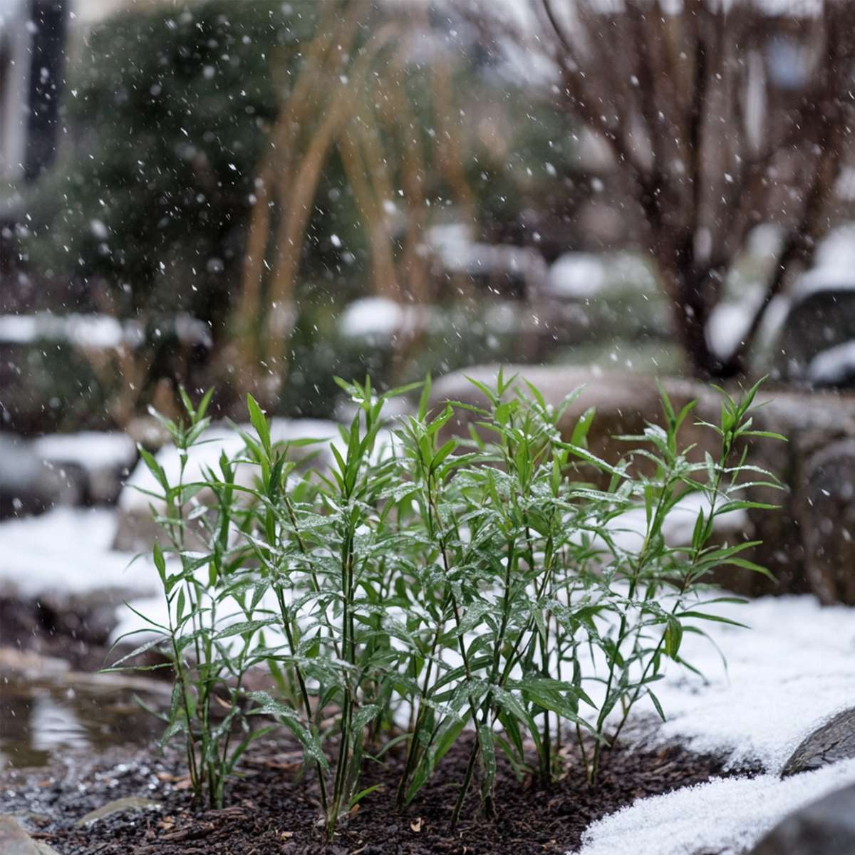 Dragonhead Bamboo - 18 pcs. - Fargesia rufa - Height 25-40cm - ⌀13cm