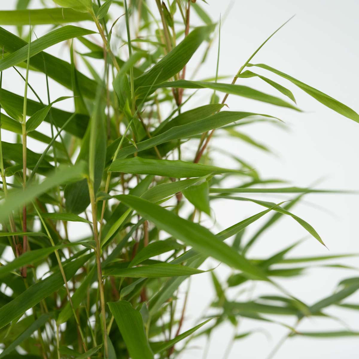 Dragonhead Bamboo - 6 pcs. - Fargesia rufa - Height 25-40cm - ⌀13cm