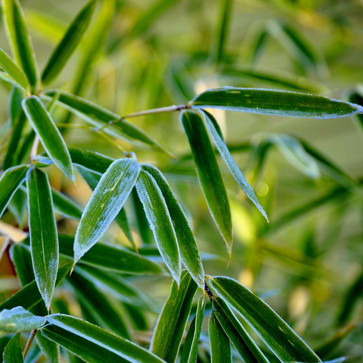 Dragonhead Bamboo - 18 pcs. - Fargesia rufa - Height 25-40cm - ⌀13cm