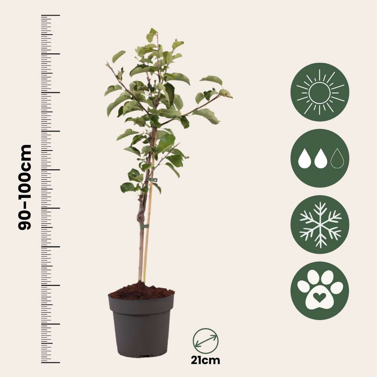 Apple tree - Malus domestica 'Elstar' - Height 90-100cm - ⌀21cm