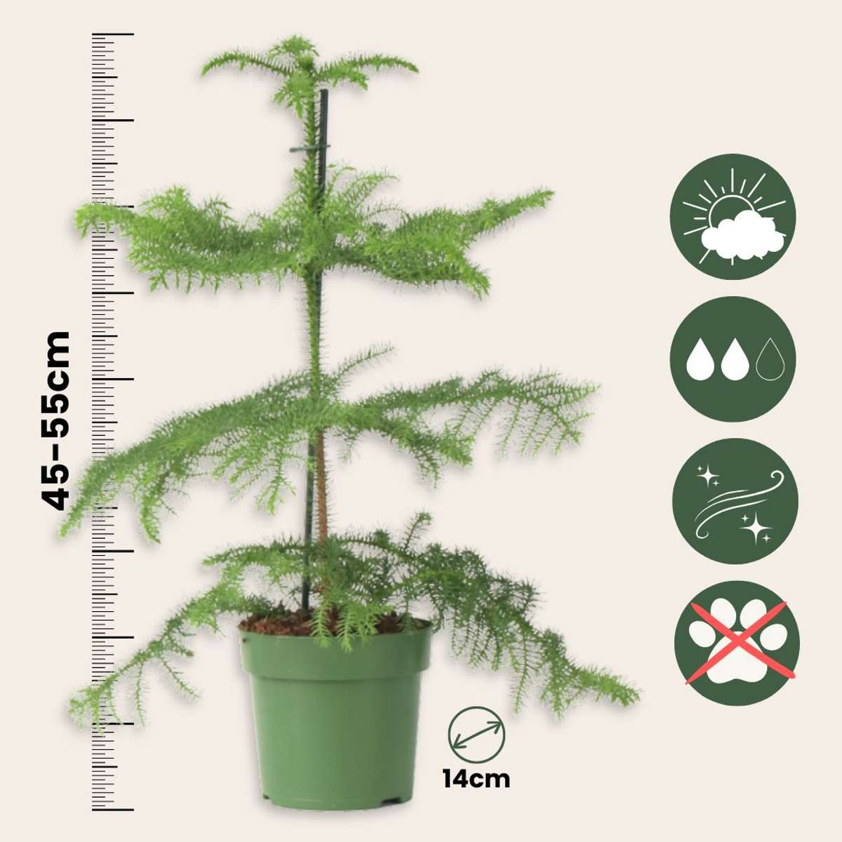 Norfolk Island Pine - Araucaria heterophylla - Height 45-55cm - ⌀14cm
