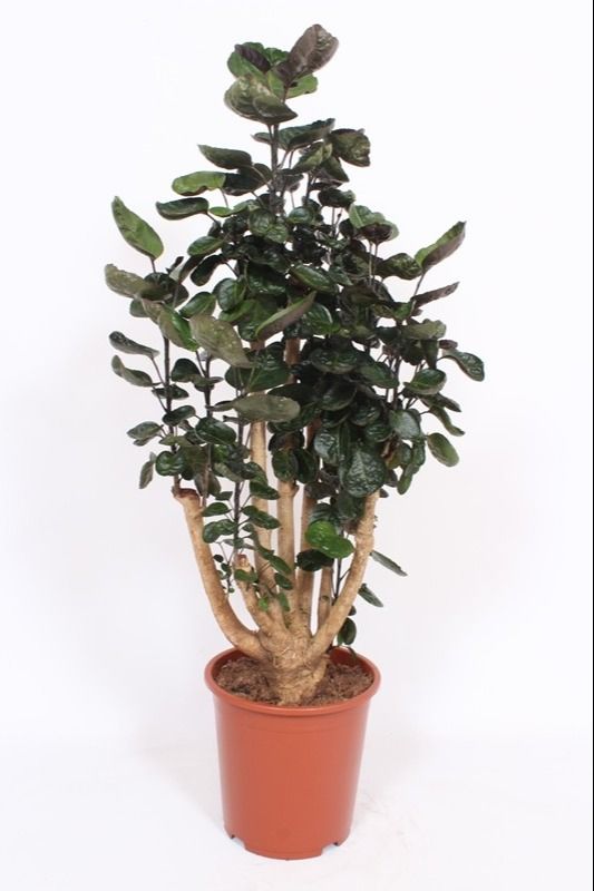 Polyscias Fabian