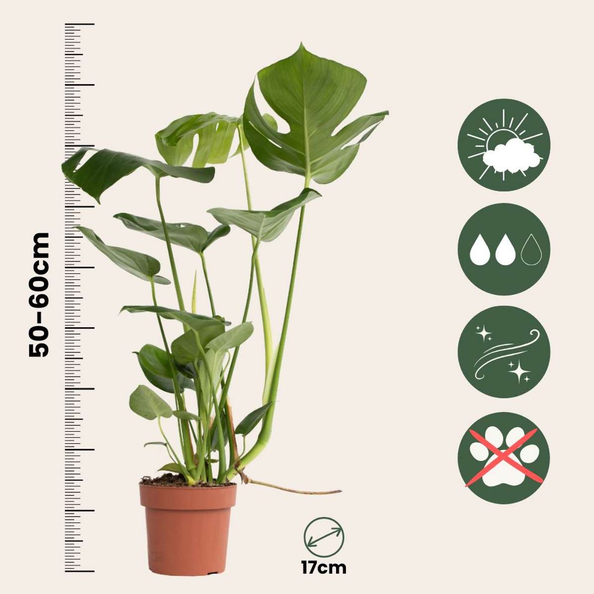 Swiss Cheese Plant - Monstera deliciosa - Height 50-60cm - ⌀17cm
