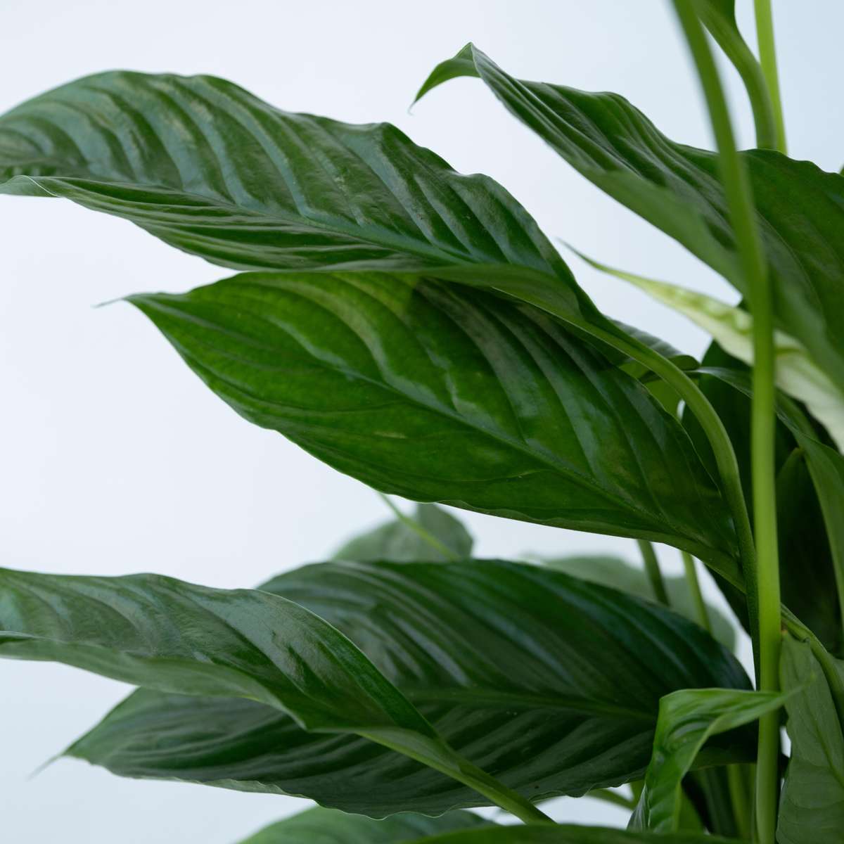 Peace lilly - Spathiphyllum 'Lima' - Height 60-75cm - ⌀17cm