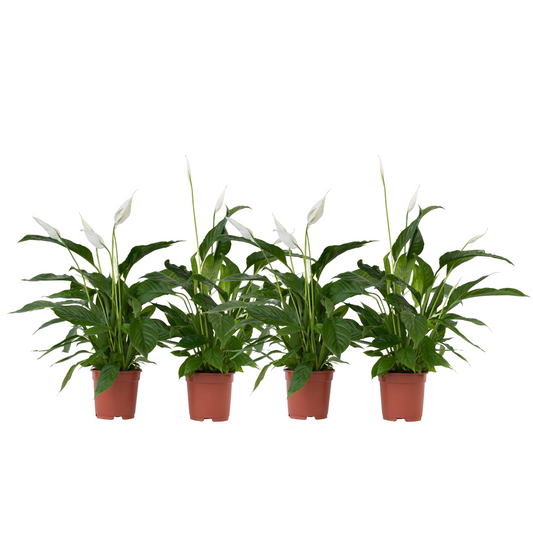 Peace lilly - 4 pcs. - Spathiphyllum 'Lima' - Height 60-75cm - ⌀17cm