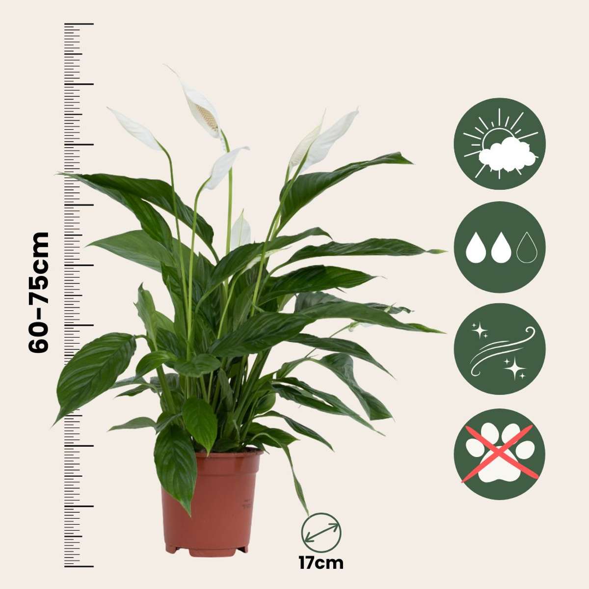 Peace lilly - 4 pcs. - Spathiphyllum 'Lima' - Height 60-75cm - ⌀17cm