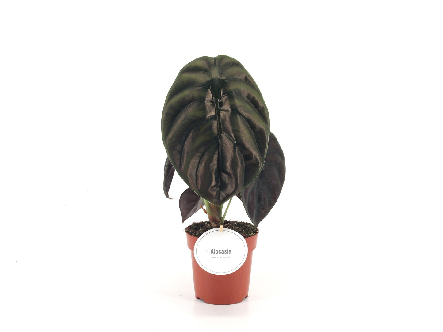 Alocasia Red Secret