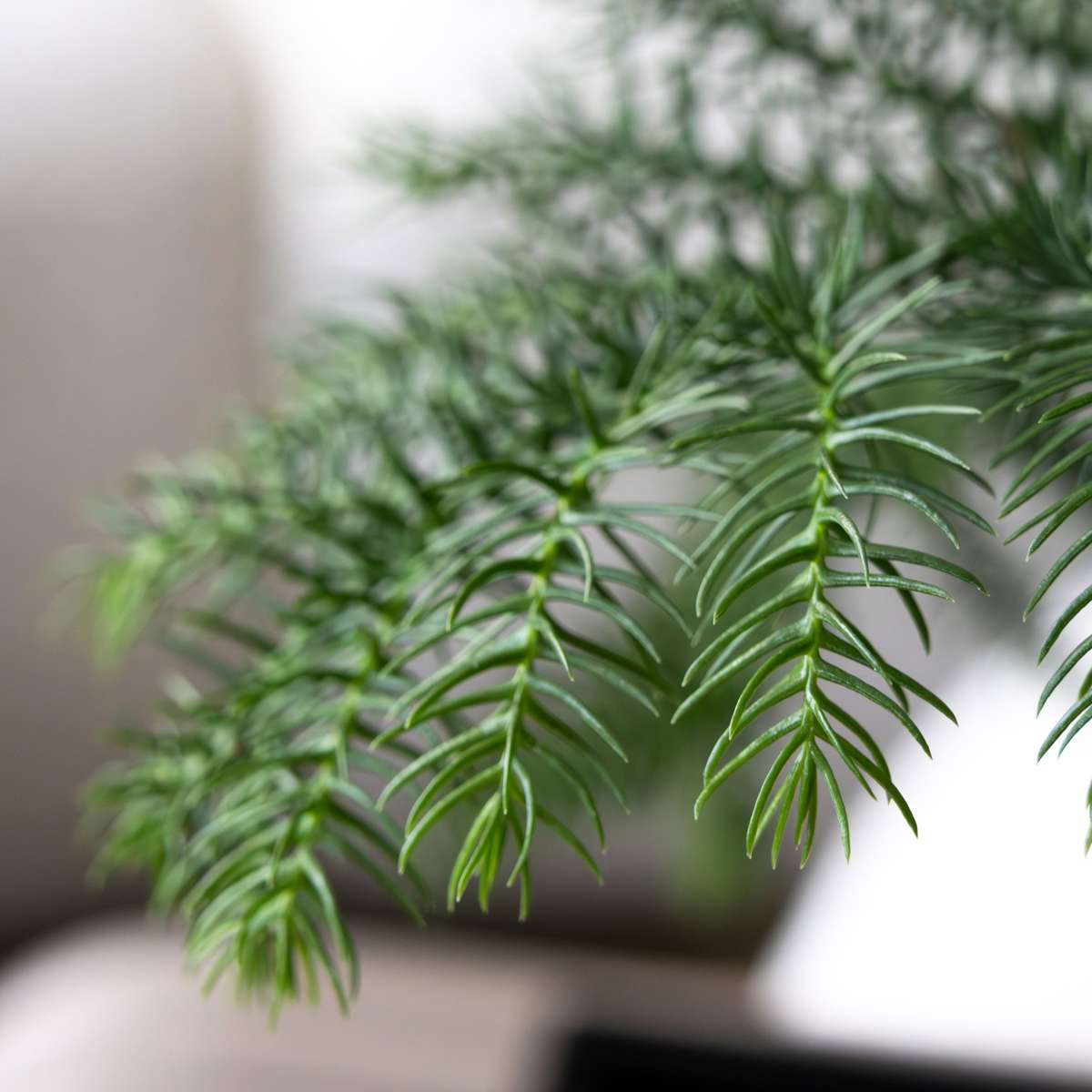 Norfolk Island Pine - Araucaria heterophylla - Height 45-55cm - ⌀14cm