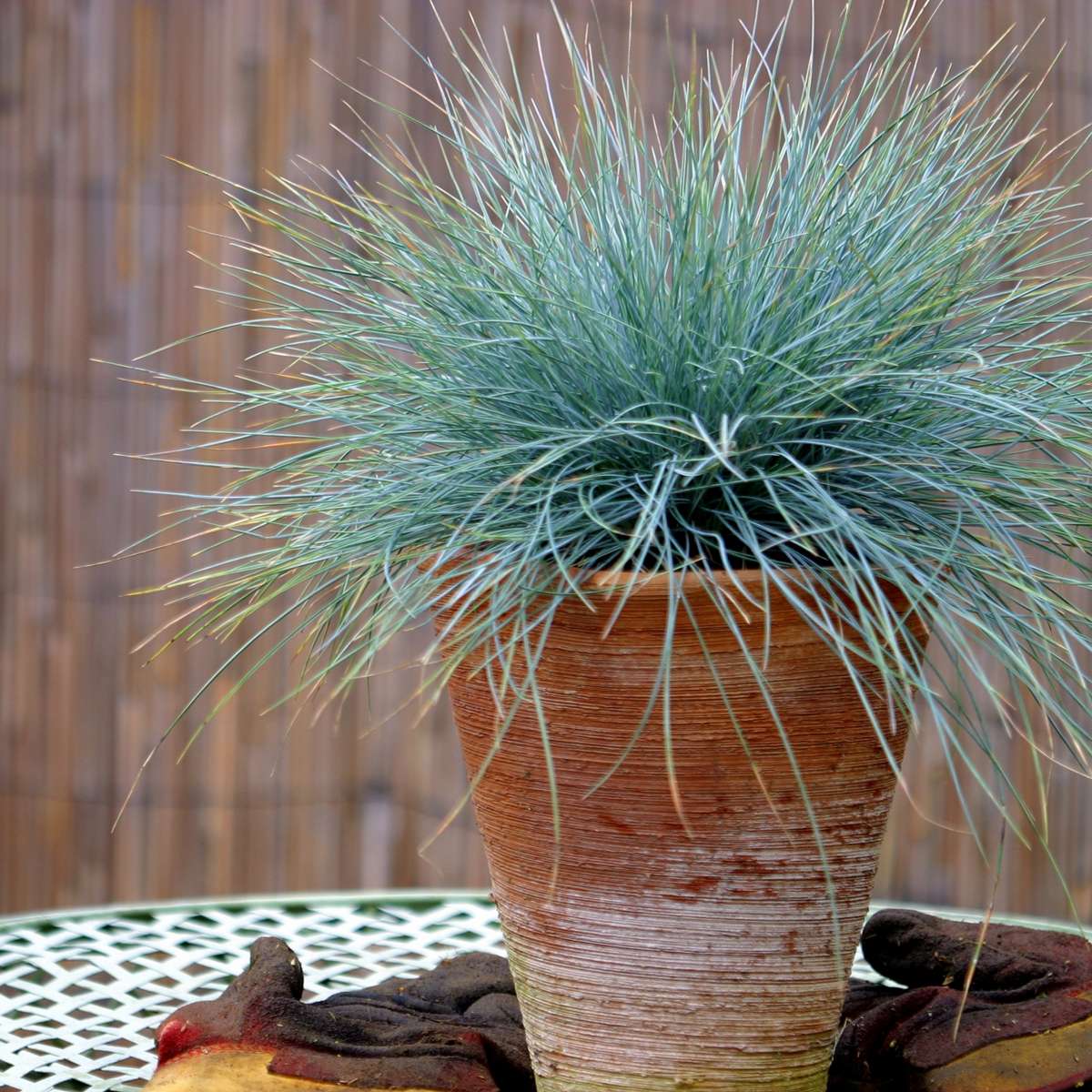 Blue fescue - 6 pcs. - Festuca glauca 'Elijah Blue' - Height 10-15cm - ⌀9cm