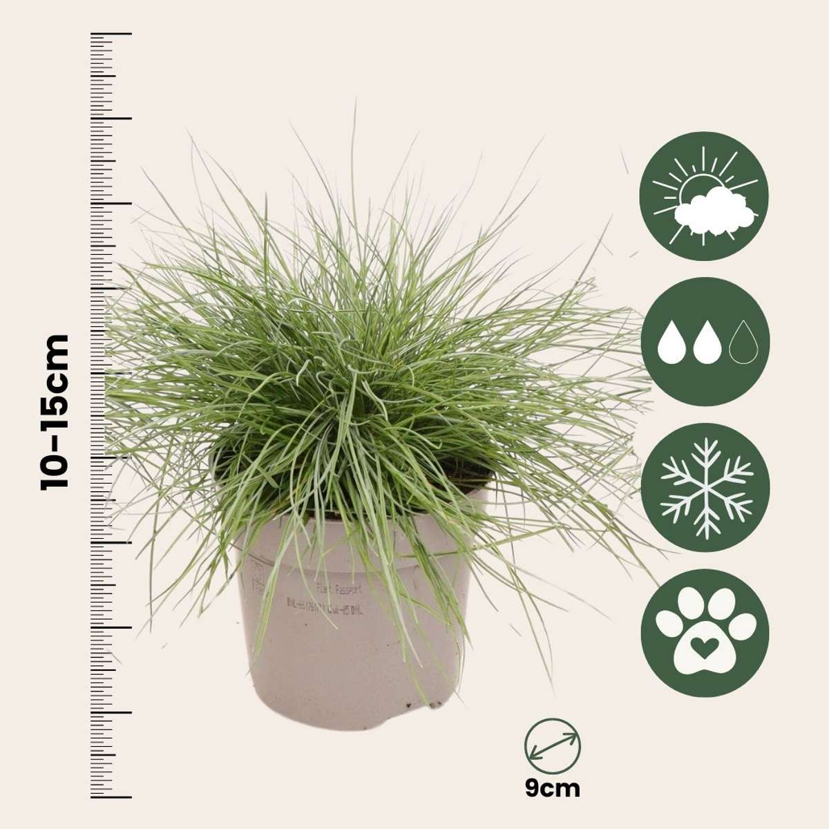 Blue fescue - 6 pcs. - Festuca glauca 'Elijah Blue' - Height 10-15cm - ⌀9cm