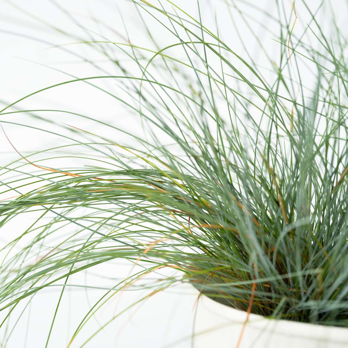 Blue fescue - 9 pcs. - Festuca glauca 'Elijah Blue' - Height 10-15cm - ⌀9cm