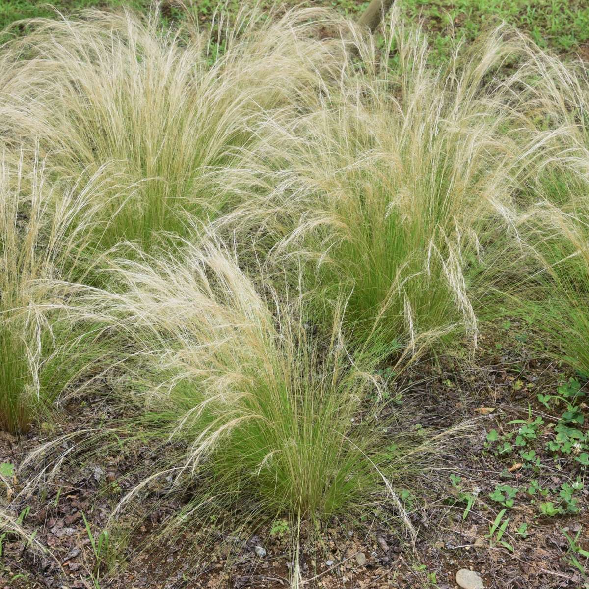 Mexican feather grass - 6 pcs. - Stipa tenuifolia 'Pony Tails' - H20-30cm - ⌀9cm