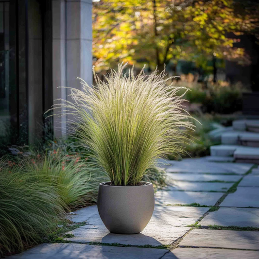 Mexican feather grass - 6 pcs. - Stipa tenuifolia 'Pony Tails' - H20-30cm - ⌀9cm