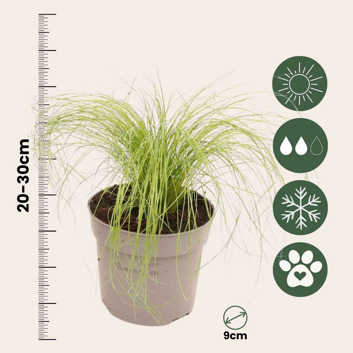 Mexican feather grass - 9 pcs. - Stipa tenuifolia 'Pony Tails' - H20-30cm - ⌀9cm