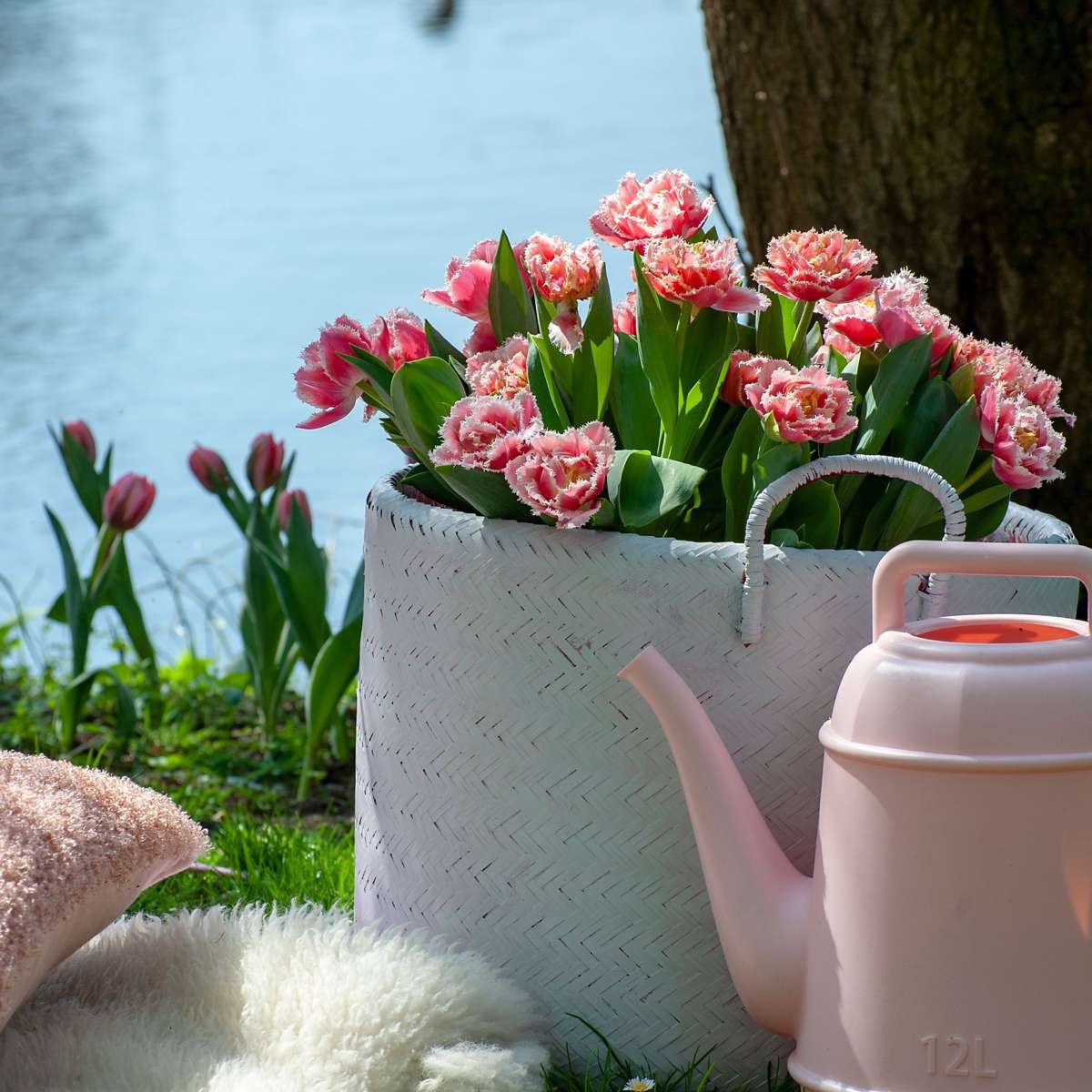 Tulip bulbs - 15 pcs. - Tulipa 'Queensland' - Flower Bulbs - Pink