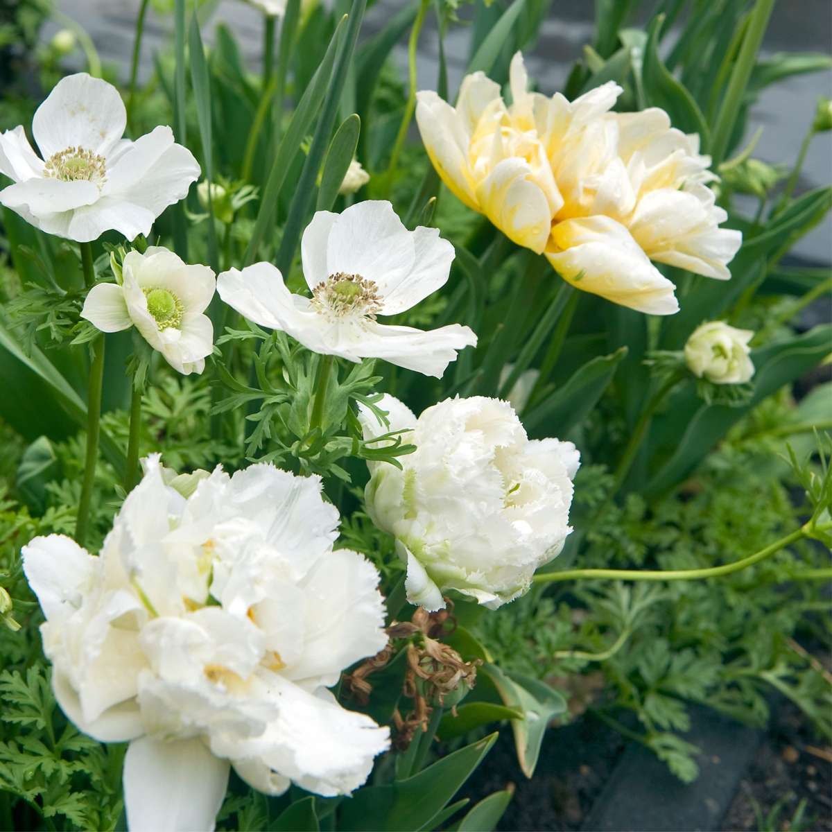 Tulip bulbs - 10 pcs. - Tulipa 'Snow Crystal' - Flower Bulbs - White