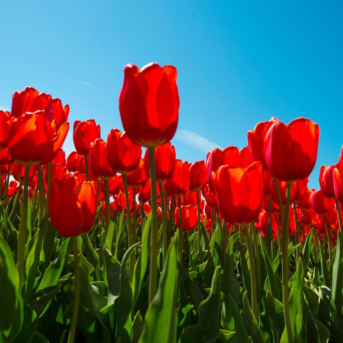 Tulip bulbs - 14 pcs. - Tulipa 'Red Impression' - Flower Bulbs - Red