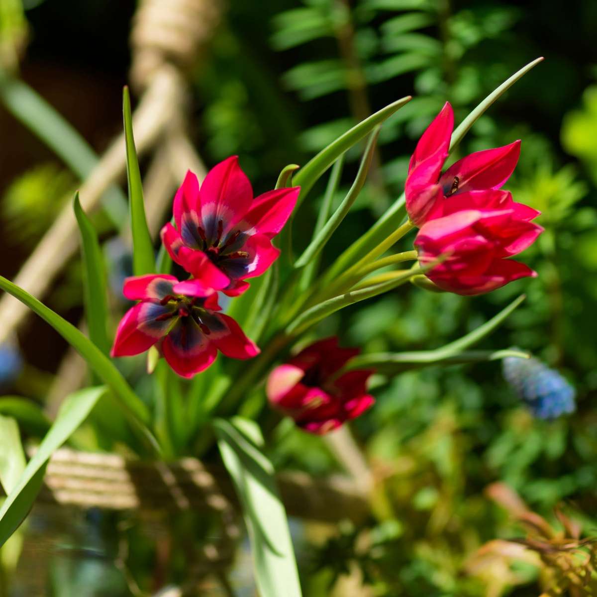 Tulip bulbs - 40 pcs. - Tulipa 'Little Beauty' - Flower Bulbs - Red
