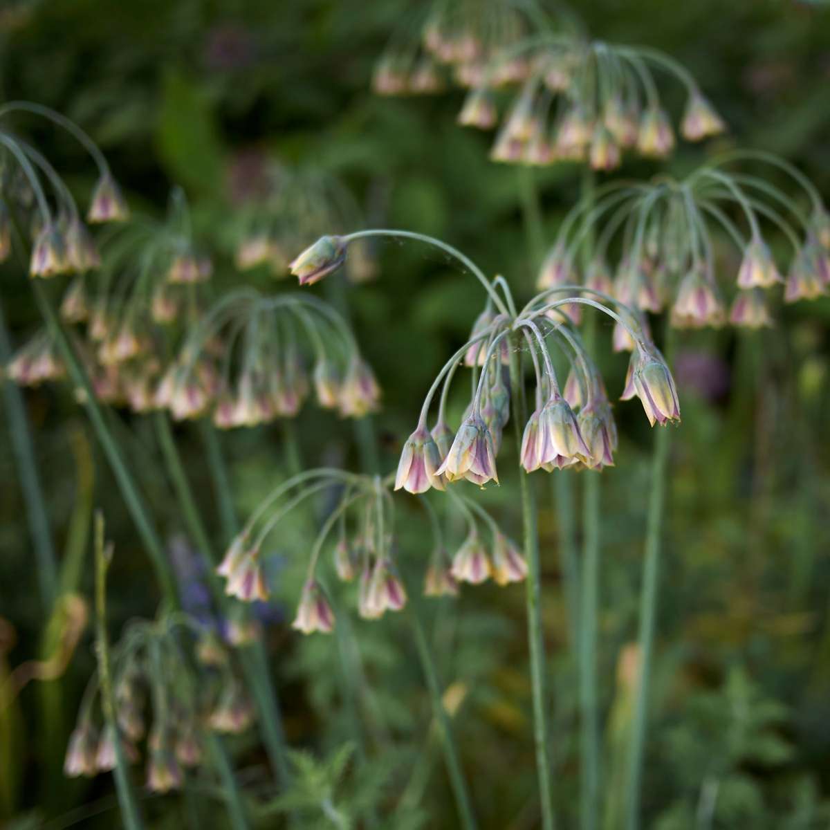 Ornamental onion - 30 pcs. - Allium 'Nectaroscordum' - Flower Bulbs - Pink