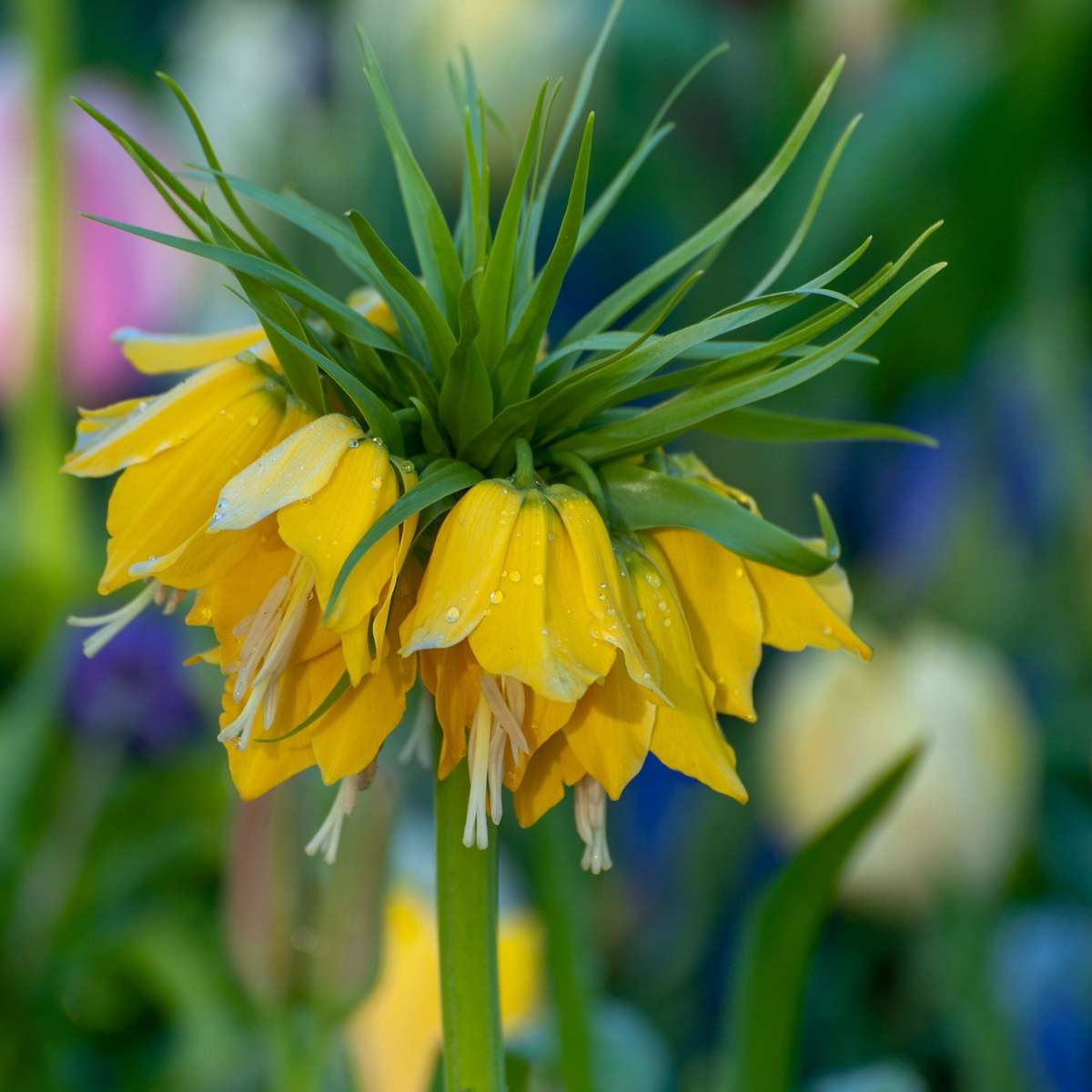 Snake's Head fritillary - 3 pcs. - Fritillaria 'lutea' - Flower Bulbs - Yellow