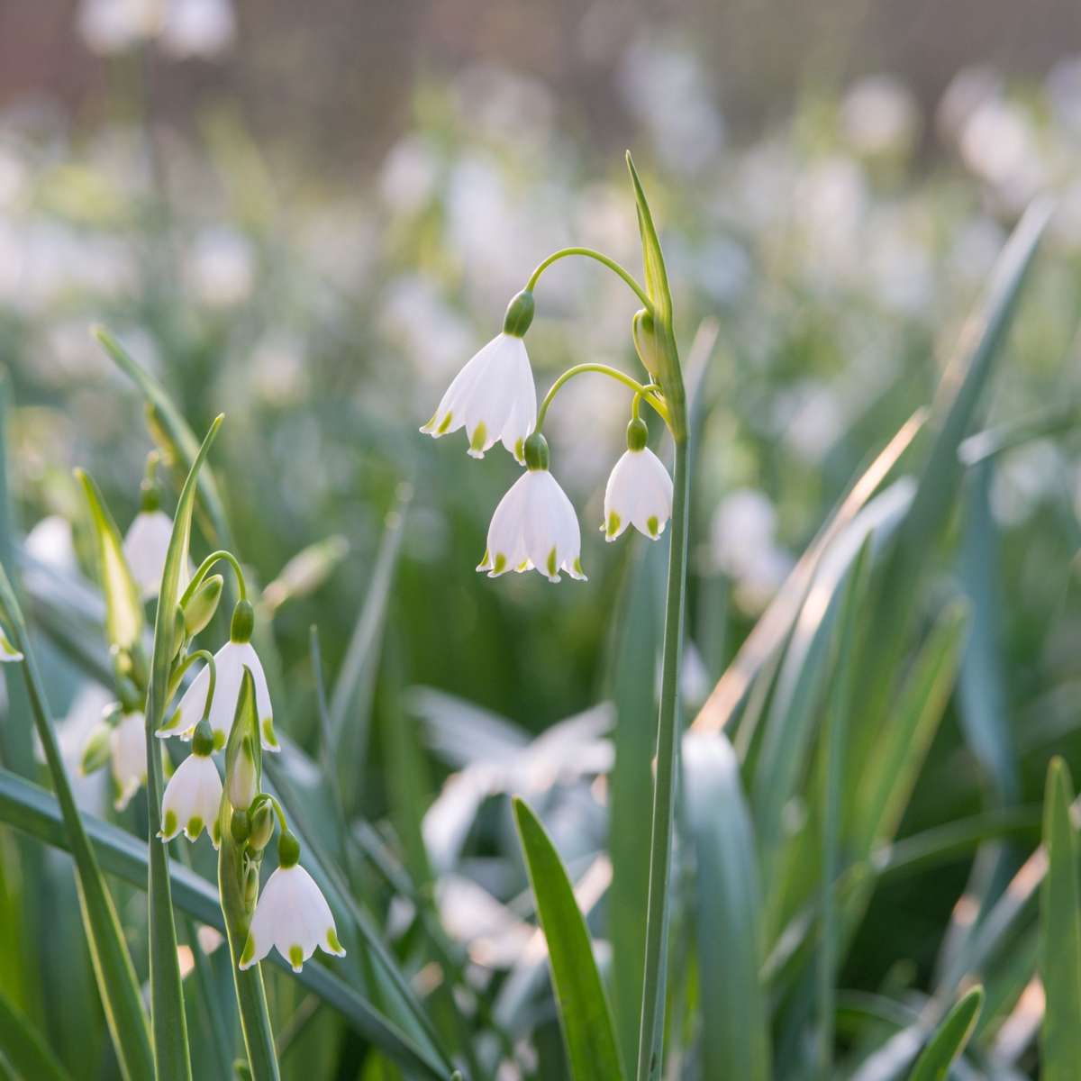 Summer Snowflake - 20 pcs. - Leucojum aestivum - Flower Bulbs - White