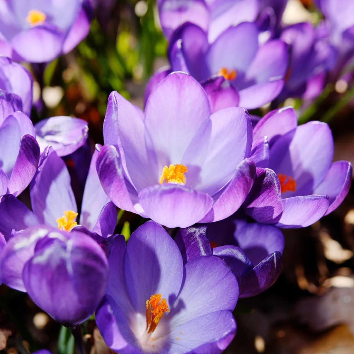 Crocus bulbs - 100 pcs. - Crocus 'Ruby Giant' - Flower Bulbs - Purple
