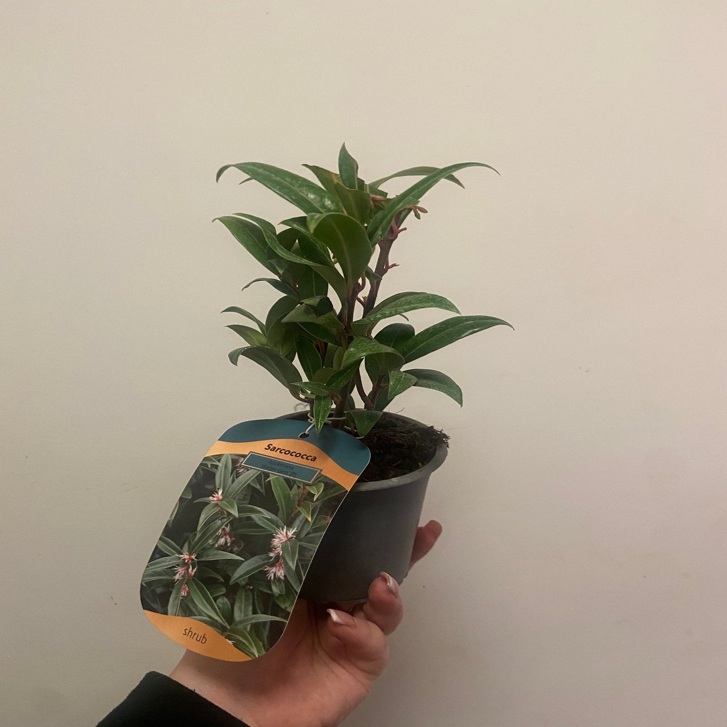 Sarcococca hookeriana 'Winter Gem' 9cm