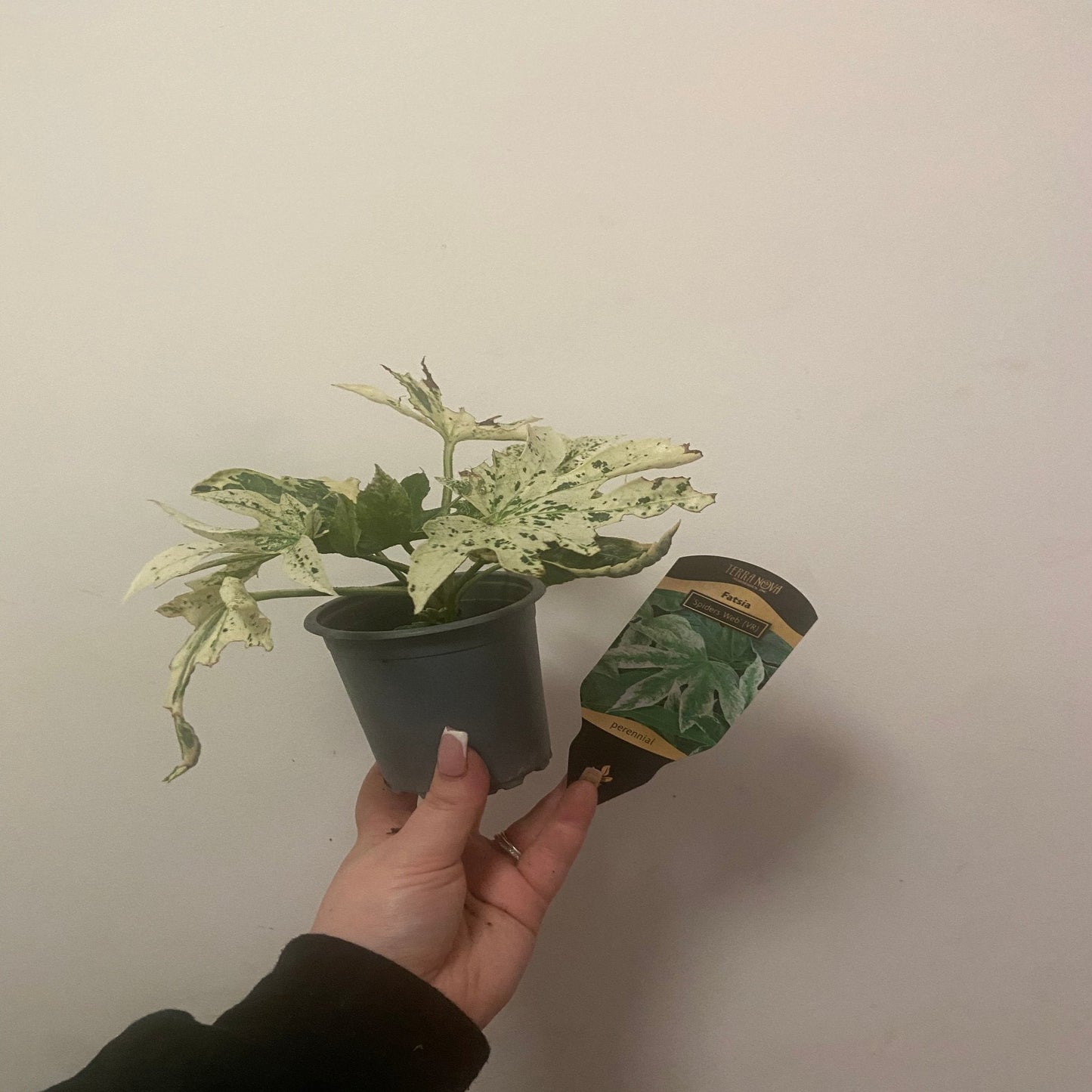Fatsia japonica 'Spider's Web' 2L-7.5L