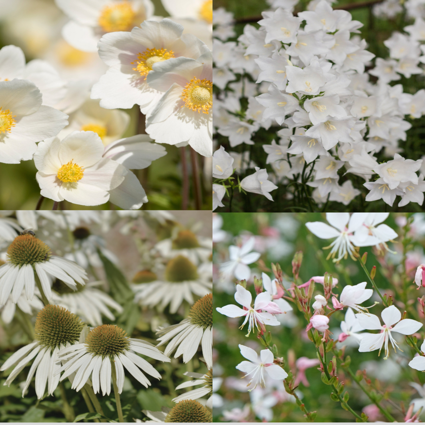 4 x White Flowering Perennials €“ 9cm Pots