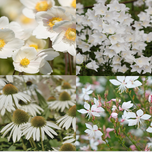 4 x White Flowering Perennials €“ 9cm Pots