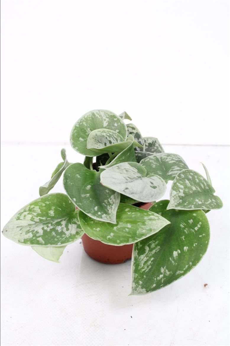 Scindapsus Silvery Ann