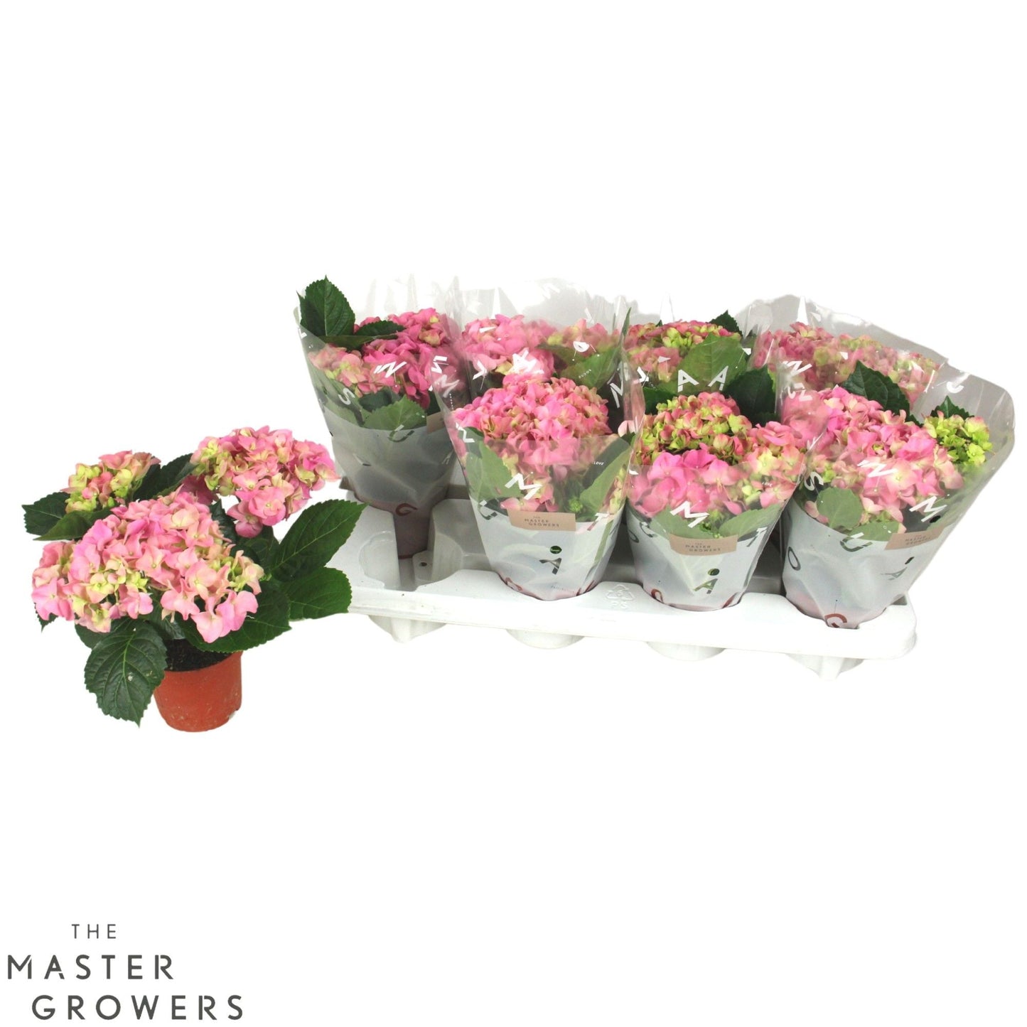 Hydrangea M Sarena 3+
