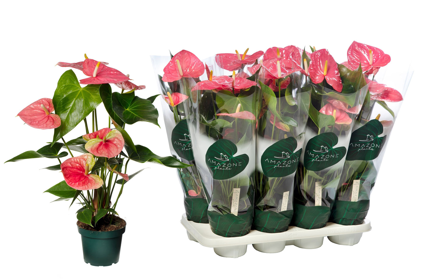 Anthurium An Colorado
