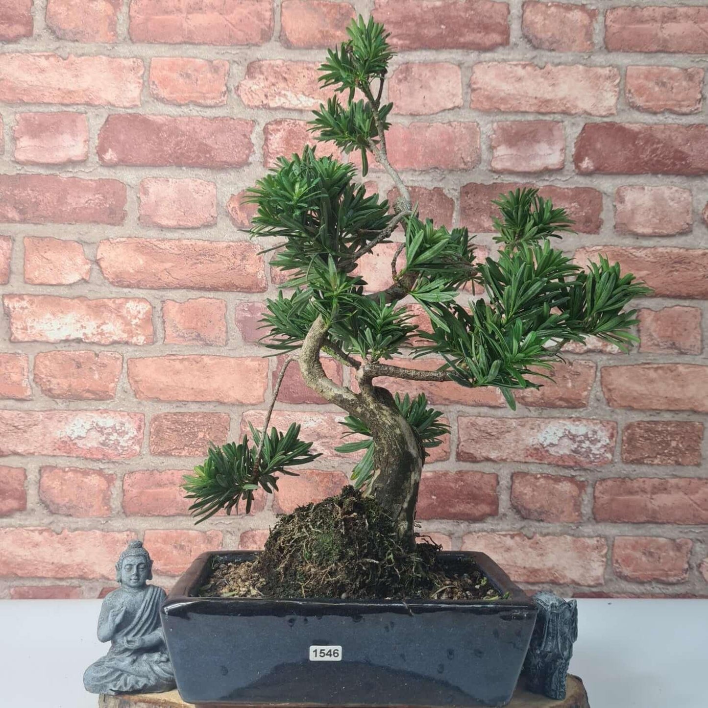 Buddhist Pine (Podocarpus Micro) Bonsai Tree | Shaped | In 25cm Pot