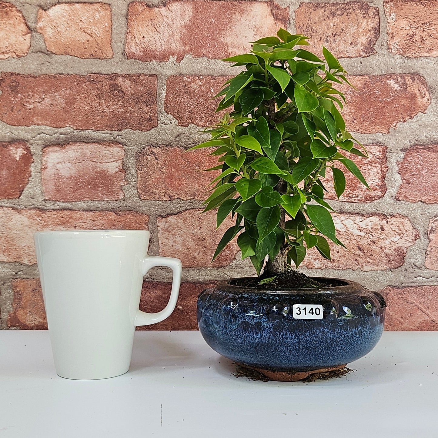 Bougainvillea Bonsai Tree | Broom | In 15cm Pot