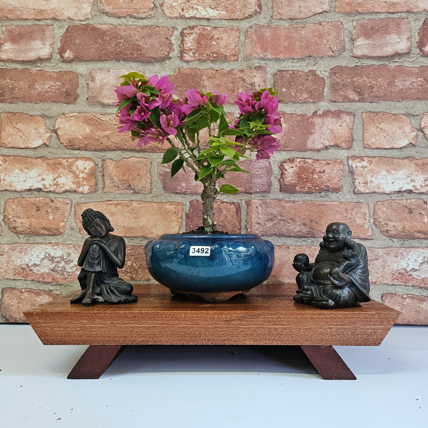Bougainvillea Bonsai Tree | Broom | In 15cm Pot